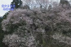 空から百景：馬場の桜