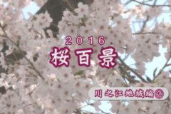 ２０１６年桜百景　川之江地域編②