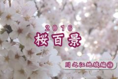 ２０１６年桜百景　川之江地域編①