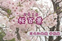 ２０１６年桜百景　川之江地域　学校編