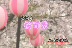 ２０１６年桜百景　土居地域編