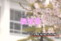 ２０１６年桜百景　土居地域学校編