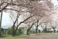 ２０１６年桜百景　三島地域学校編