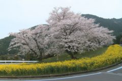 ２０１６年桜百景～三島編②～
