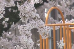 ２０１６年桜百景～三島編①～