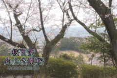 桜百景：向山公園