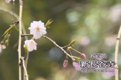 桜百景：新長谷寺