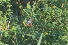 移動する蝶「アサギマダラ」城山公園で発見