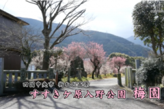 街かど百景：すすきケ原入野公園 梅園