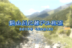 Ｅｖｅぽけ：銅山川に稚アユ放流