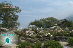 四国中央市「夏」