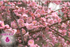 四国中央市「春」