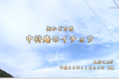 街かど百景：中将庵のイチョウ