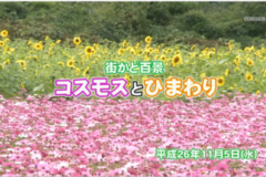 街かど百景：コスモスとひまわり