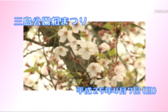 Ｅｖｅぽけ：三島公園　桜まつり
