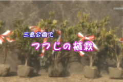 Ｅｖｅぽけ：三島公園でつつじの植栽