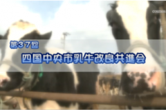 Ｅｖｅぽけ：第３７回　四国中央市乳牛改良共進会