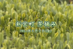 Ｅｖｅぽけ：新宮町　茶摘み