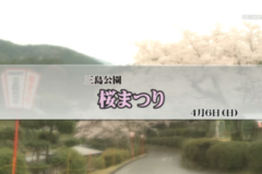 Ｅｖｅぽけ：三島公園桜まつり