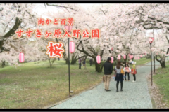 街かど百景　すすきヶ原入りの公園　桜