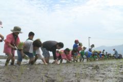 第１２回四国中央市学校給食米田植え体験会