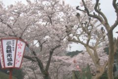 市内各地域で桜まつり開催