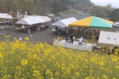 翠波高原 菜の花まつり２０１６
