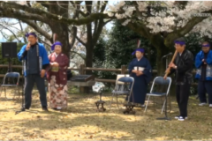 市内各地域で桜まつり開催