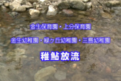 Ｅｖｅぽけ：市内園児　稚鮎放流