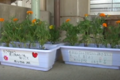 ｢人権の花｣　苗の贈呈式　移植作業