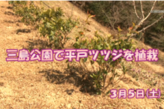 Ｅｖｅぽけ：三島公園で平戸ツツジを植栽