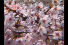 Ｅｖｅぽけ：向山公園桜まつり