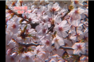 Ｅｖｅぽけ：向山公園桜まつり
