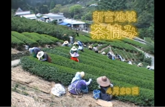 Ｅｖｅぽけ：新宮地域茶摘み