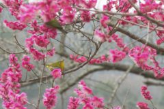 切山で梅が見頃