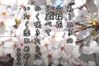花ごよみ　桜【山部赤人（やまべのあかひと）】