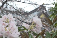 土居神社でシャクナゲが見頃