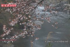 桜百景2020　今日の桜は？　3月31日、4月1日の桜
