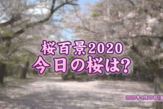 2020年桜百景 4月10日