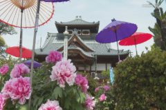 吉祥院宅善寺　ボタン開花はじまる
