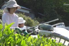 元地域おこし協力隊　井内ひとみさん　茶摘み