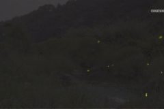 金生川のホタルが見頃