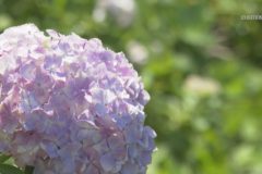 新宮あじさいの里　あじさいが見頃