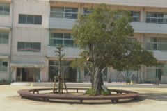 三島小学校　かしの木２世移植