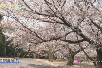 桜百景2021　今日の桜～3月31日編～