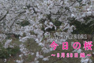 桜百景2021今日の桜３月２８日編