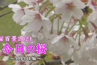 桜百景2021　今日の桜～4月4日編～