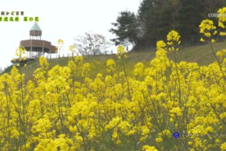 街かど：翠波高原　菜の花