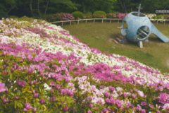 三島公園　ツツジが見頃を迎える
