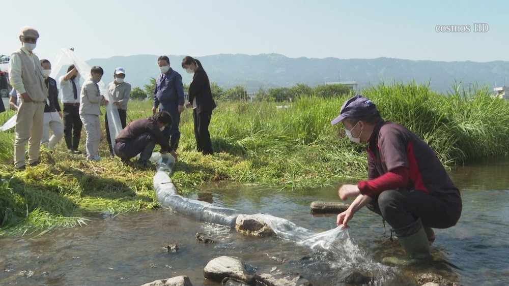 銅山川鮎釣りクラブ 金生川で稚鮎を放流